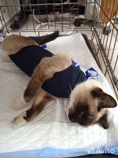 Ветеринарная служба. Клиника. Вызов врача