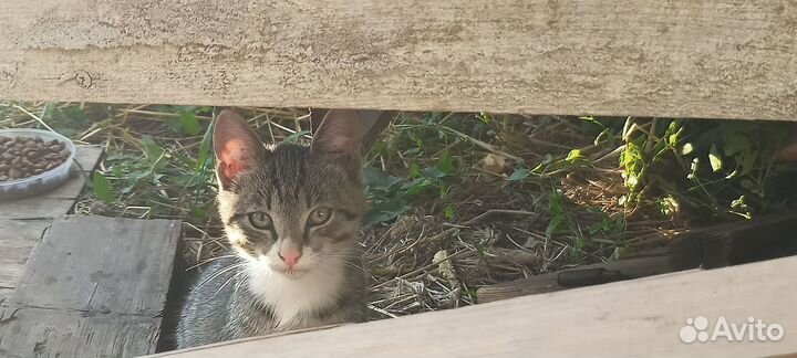 Котята ищут дом