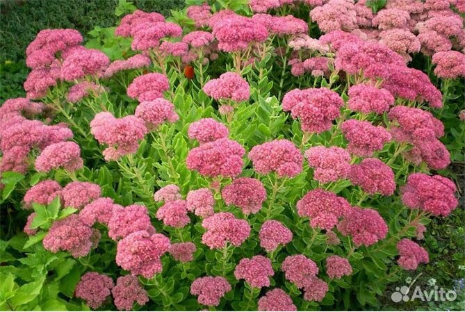 Очитки седумы разные (отправлю)