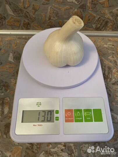 Чеснок любаша