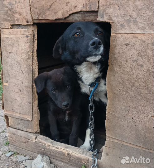 Ищем дом собакам