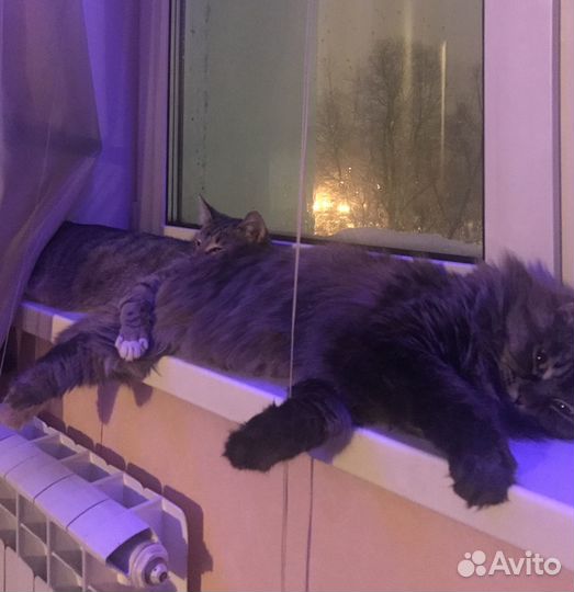 Отдам двух прекрасных кошек в добрые руки