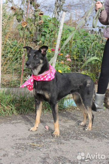 Молодая собака ищет дом