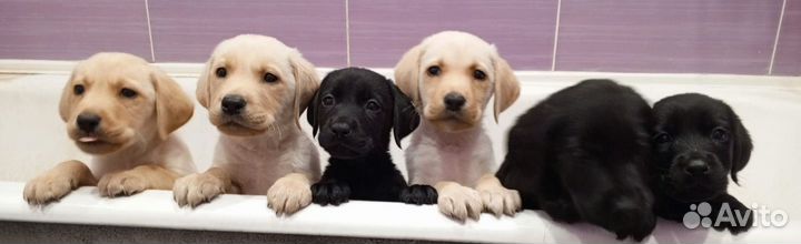 Собаки щенки