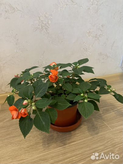 Бальзамин махровый