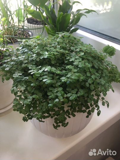 Солейролия