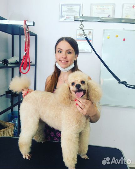 Стрижка собак, Груминг