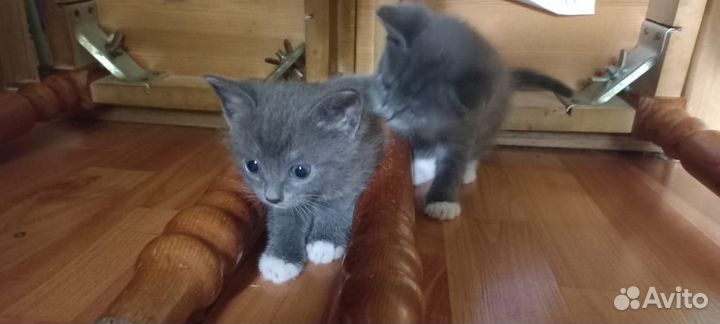 Котята в добрые руки