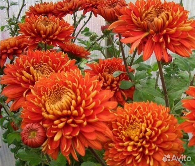 Хризантема корейская