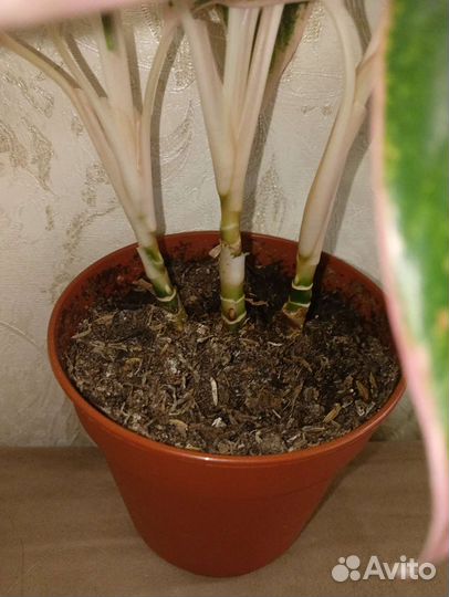 Аглаогемы разные