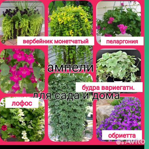 Ампельные растения для сада и дома купить в Санкт-Петербурге | Товары ...