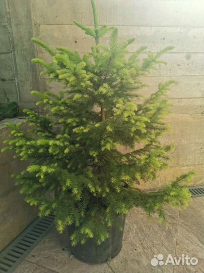 Ель Сербская. 1 шт