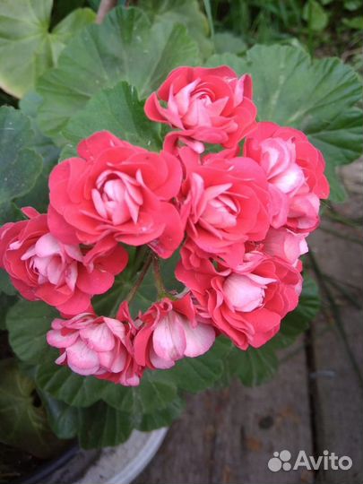 Пеларгония розебудная и другие комнатные растения