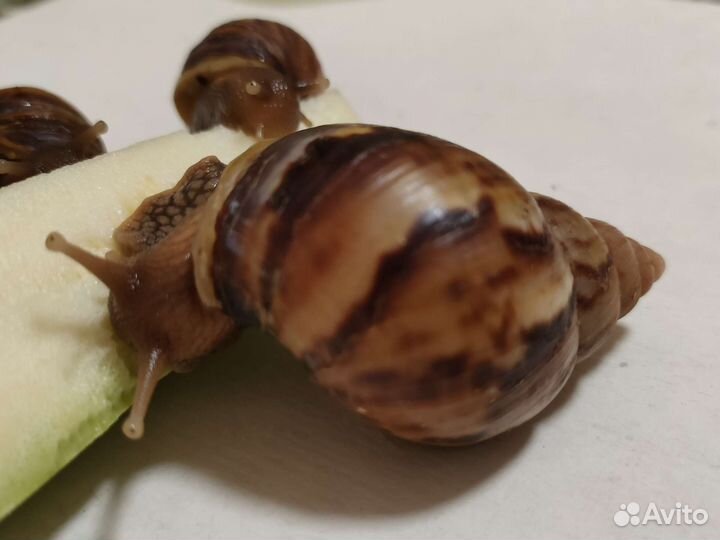 Африканские улитки ахатина