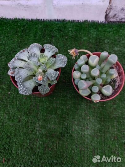 Суккуленты, большой выбор из питомника растений