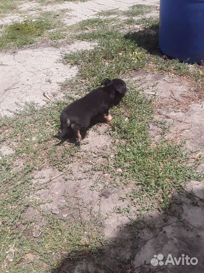 Отдам комнатных щенков