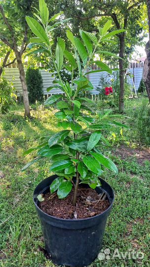 Лавровишня