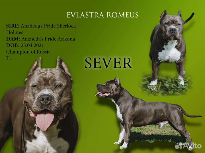 Вязка амстафф