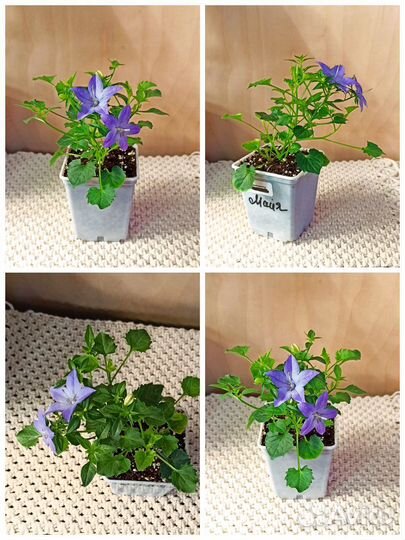 Кампанулы (цветущие)