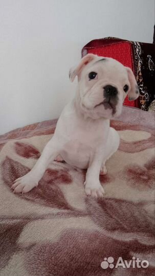 Французский бульдог