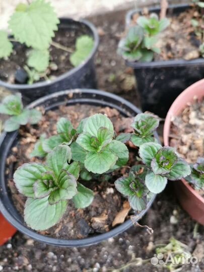 Мята шоколадная, клубничная