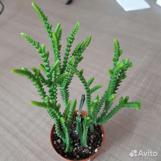 Кактусы и суккуленты