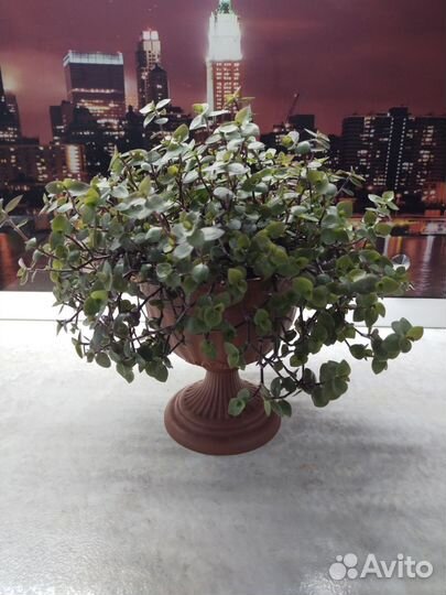 Каллизия растение