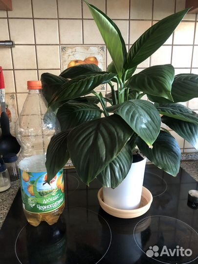 Спатифиллумы сортовые