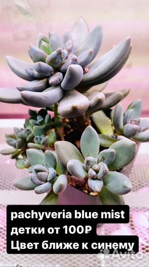 Суккуленты