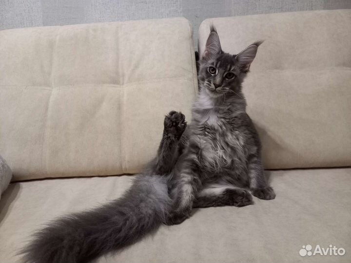 Котята мейн-кун