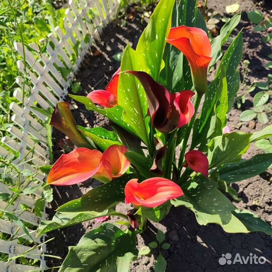 Каллы луковицы