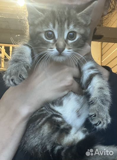 Котенок девочка бесплатно