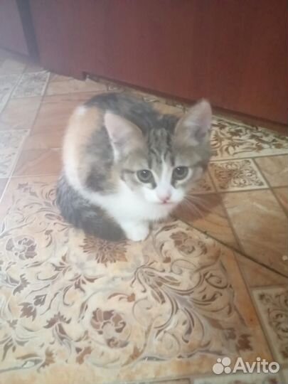 Кошки в добрые руки бесплатно