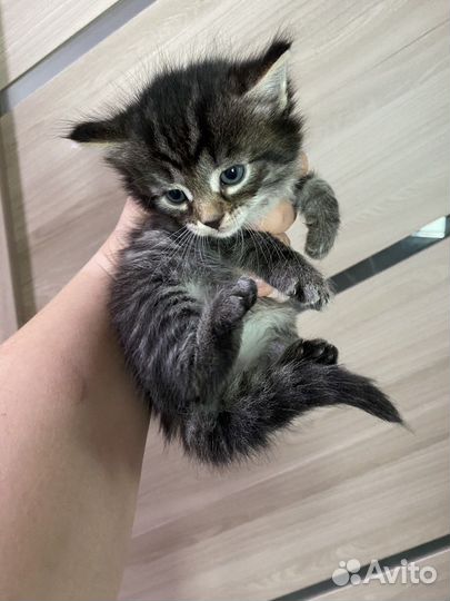 Котята в добрые руки бесплатно