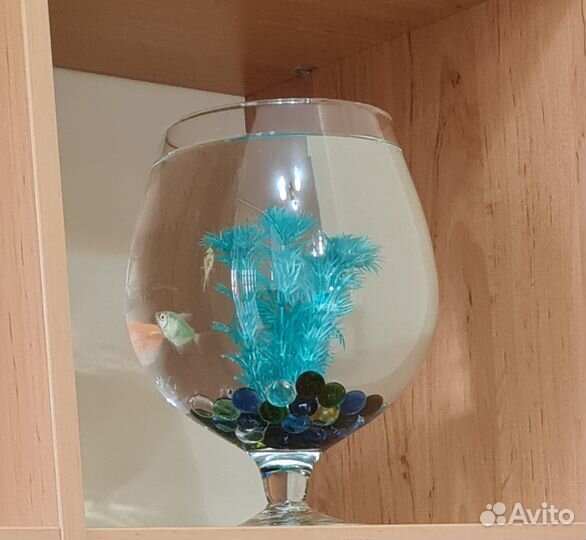 Аквариум- ваза