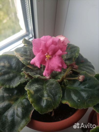 Сортовые фиалки