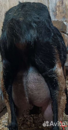 Коза нубийско-чешская