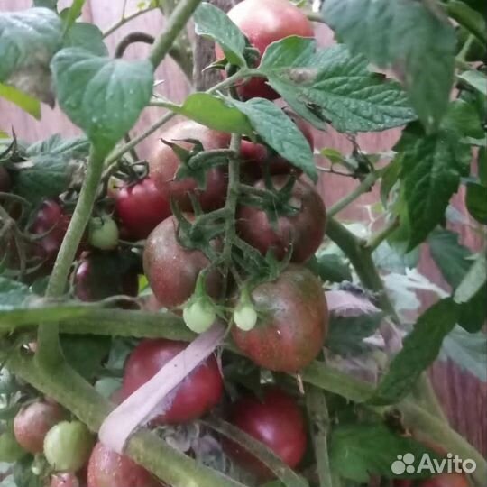 Семена помидор