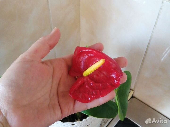 Комнатные цветы антуриум