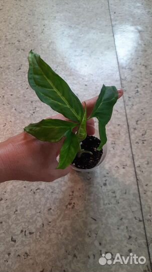 Сингониумы сортовые