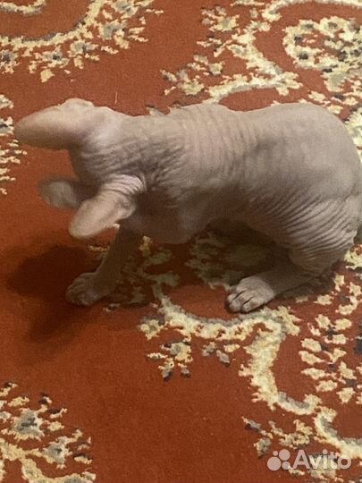 Канадский сфинкс