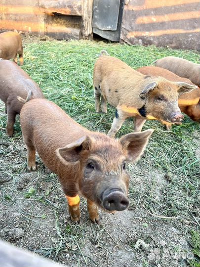Поросята
