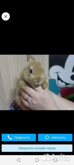 Декоративные кролики