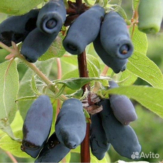 Саженцы жимолость, яблоня,облепиха, смородина