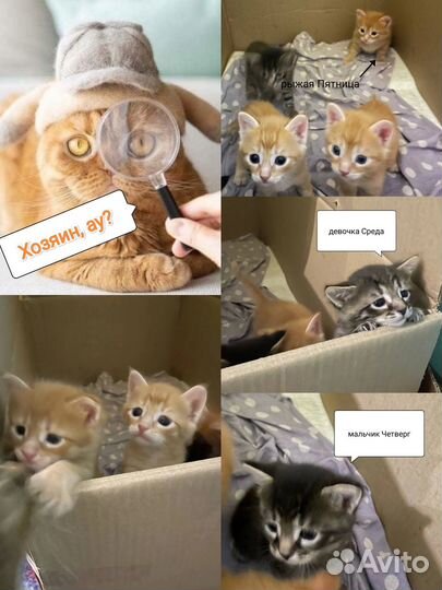 Котята бесплатно