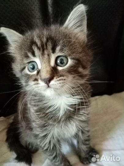 Ветеринарная помощь на дому