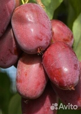 Актинидия (киви), лимонник