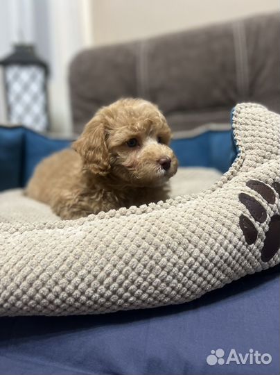 Малыши Мальтипу