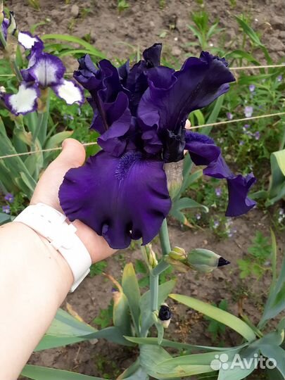 Ирисы бородатые