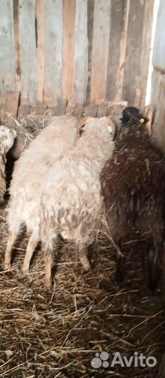 Овцы бараны